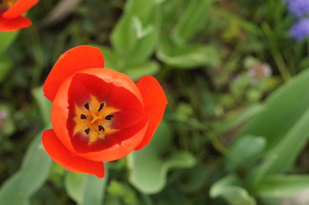 光学極美品_作例有✨ PENTAX スーパータクマー 55mm f1.8 後期型