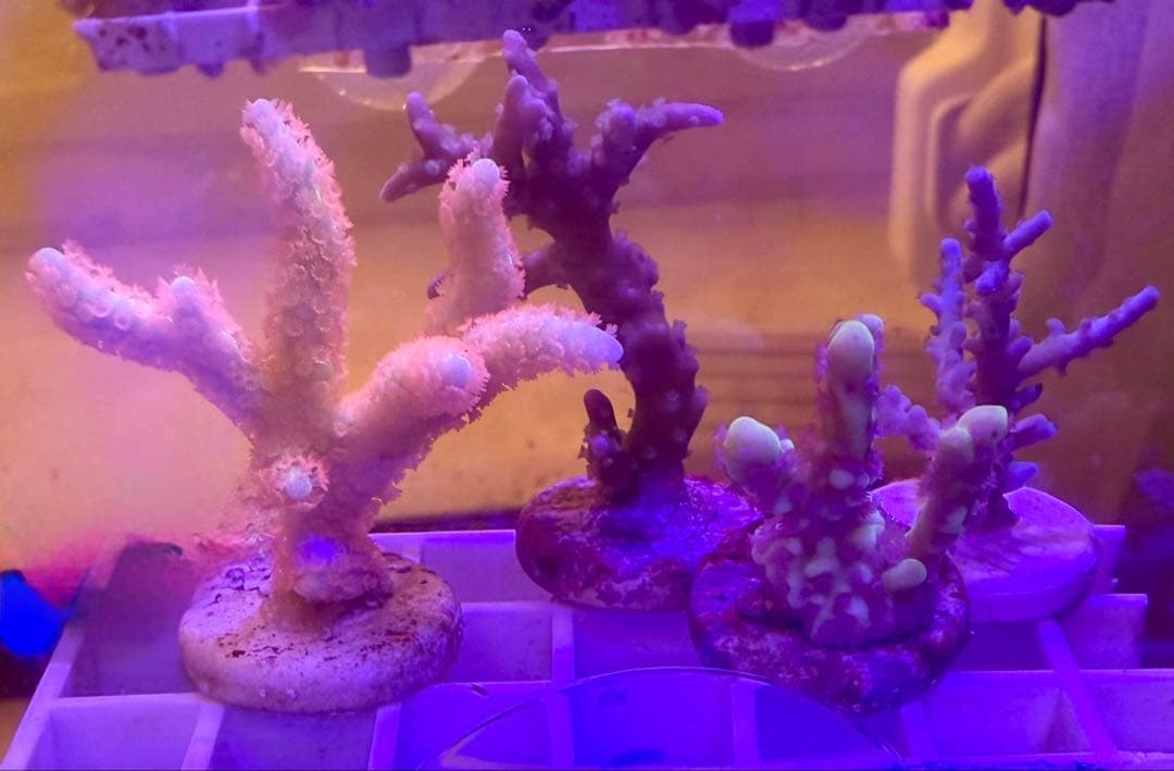 コエダミドリイシ　トゲミドリイシ　エダコモン　キャピタタコモン　4種　サンゴ