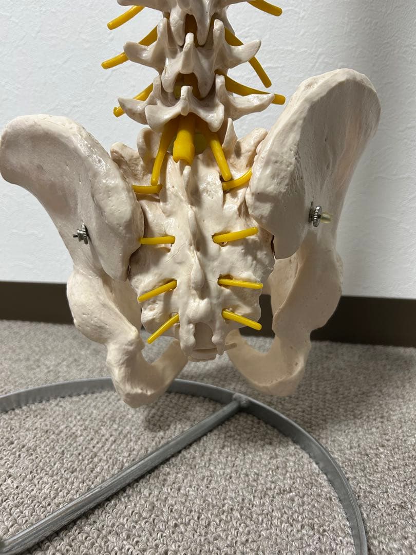 骨格模型 脊柱模型 スタンド付き(86㎝スタンドの高さ)