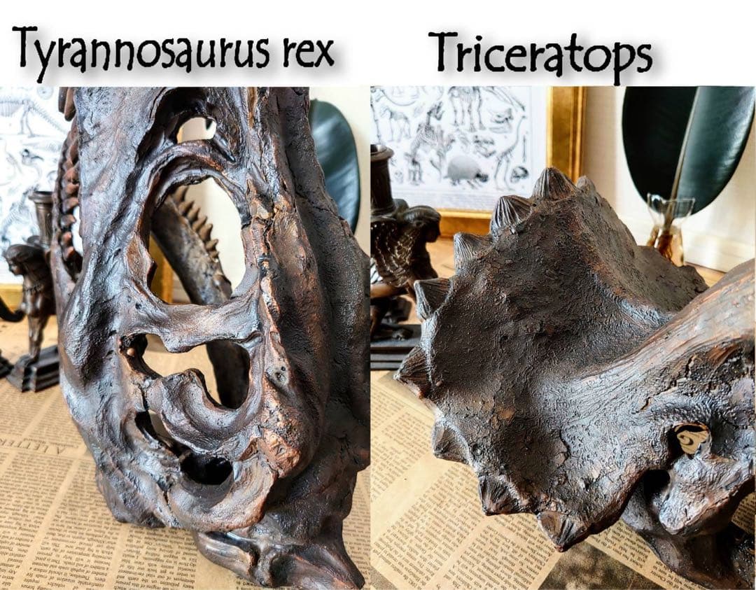 お得な２個セット！ ティラノサウルス 化石 インテリア 雑貨 オブジェ