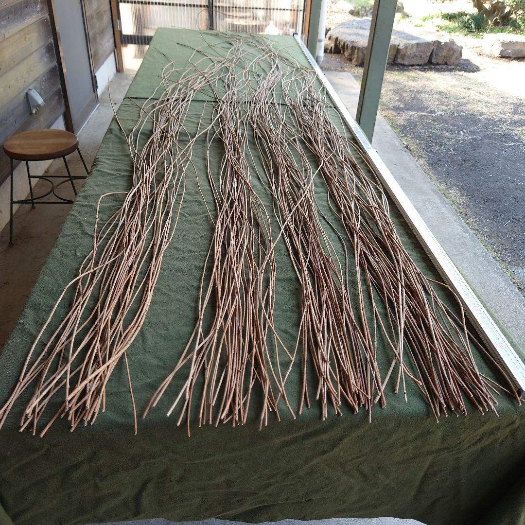 アケビの蔓（根蔓ランナー)