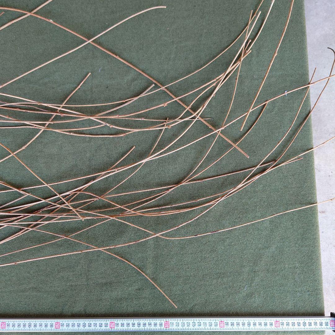 アケビの蔓（根蔓ランナー)