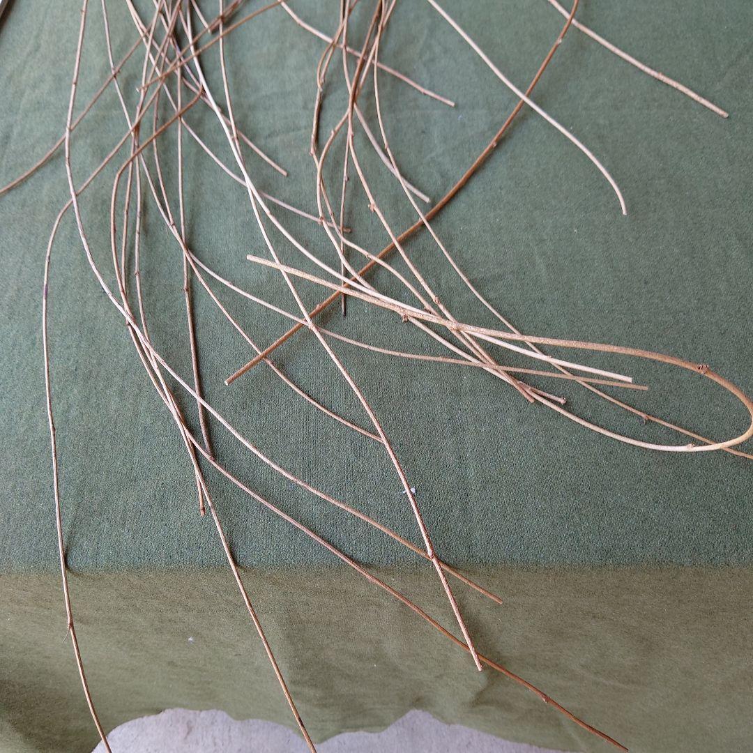 アケビの蔓（根蔓ランナー)