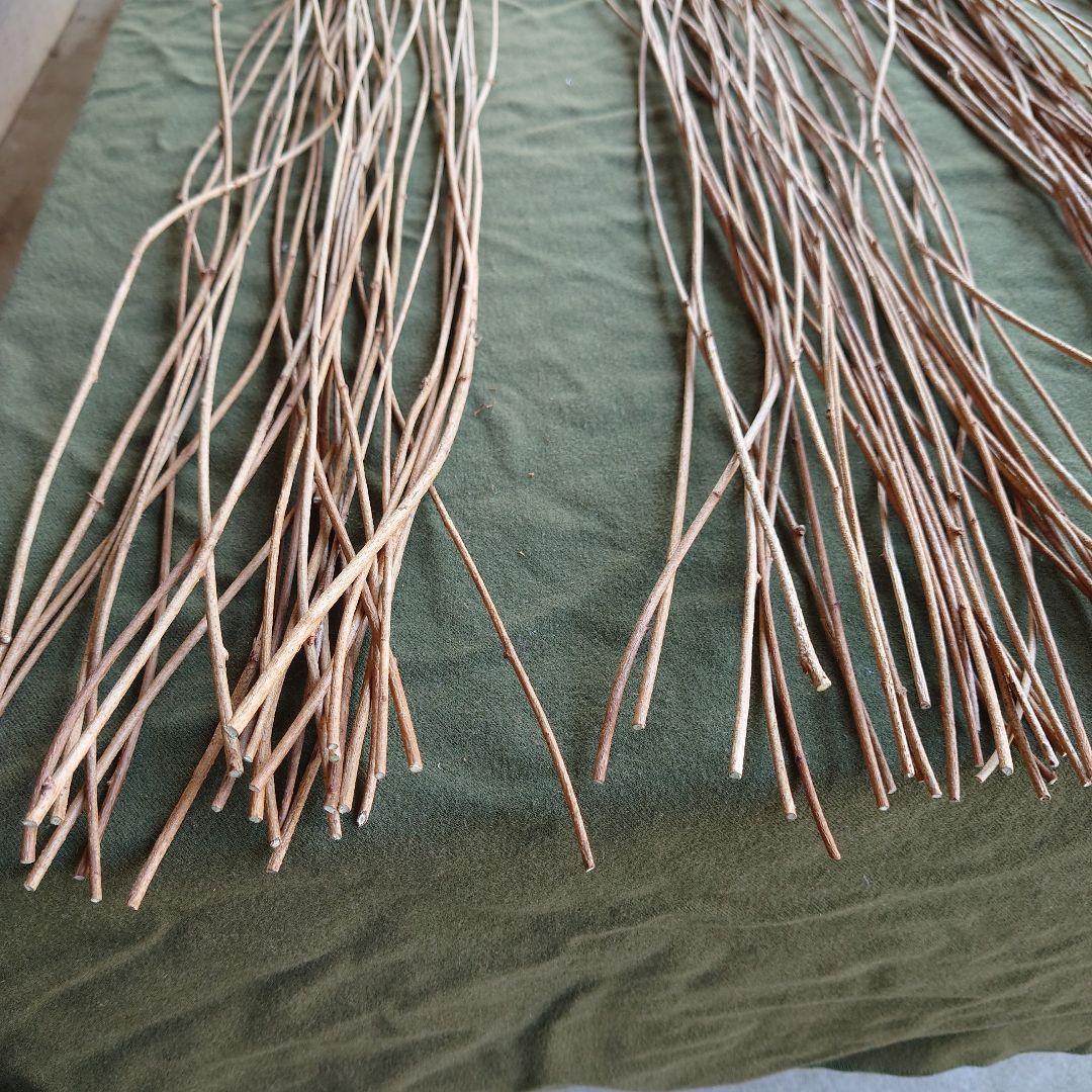 アケビの蔓（根蔓ランナー)