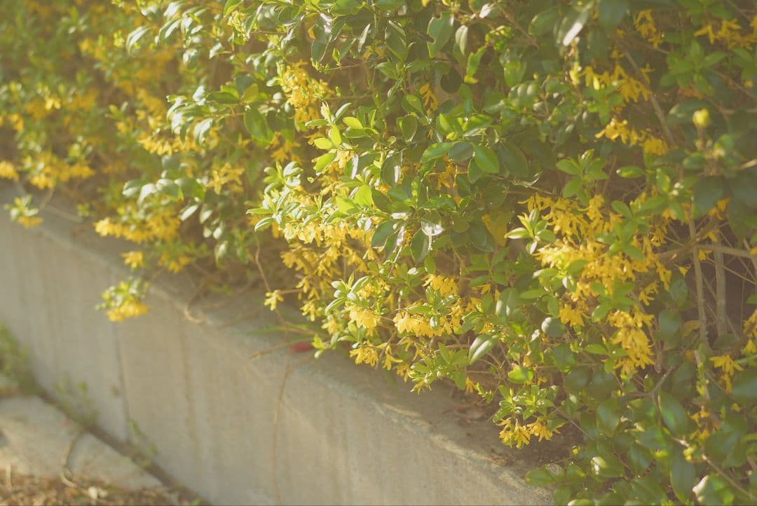 レンズ(単焦点) SONY FE55mm F1.8 SEL55F18Z