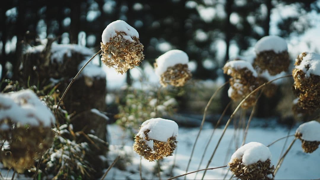 レンズ(単焦点) SONY FE55mm F1.8 SEL55F18Z