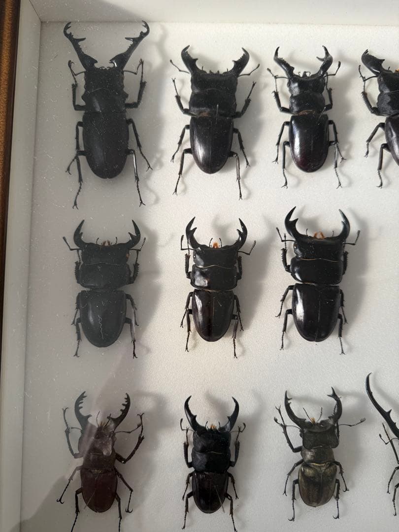 ム*ゴ様 ドイツ箱クワガタ標本