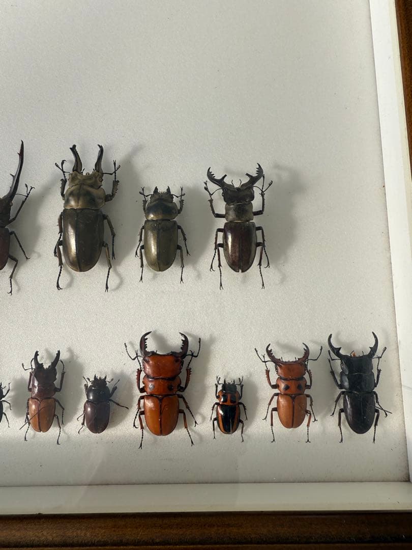 ム*ゴ様 ドイツ箱クワガタ標本
