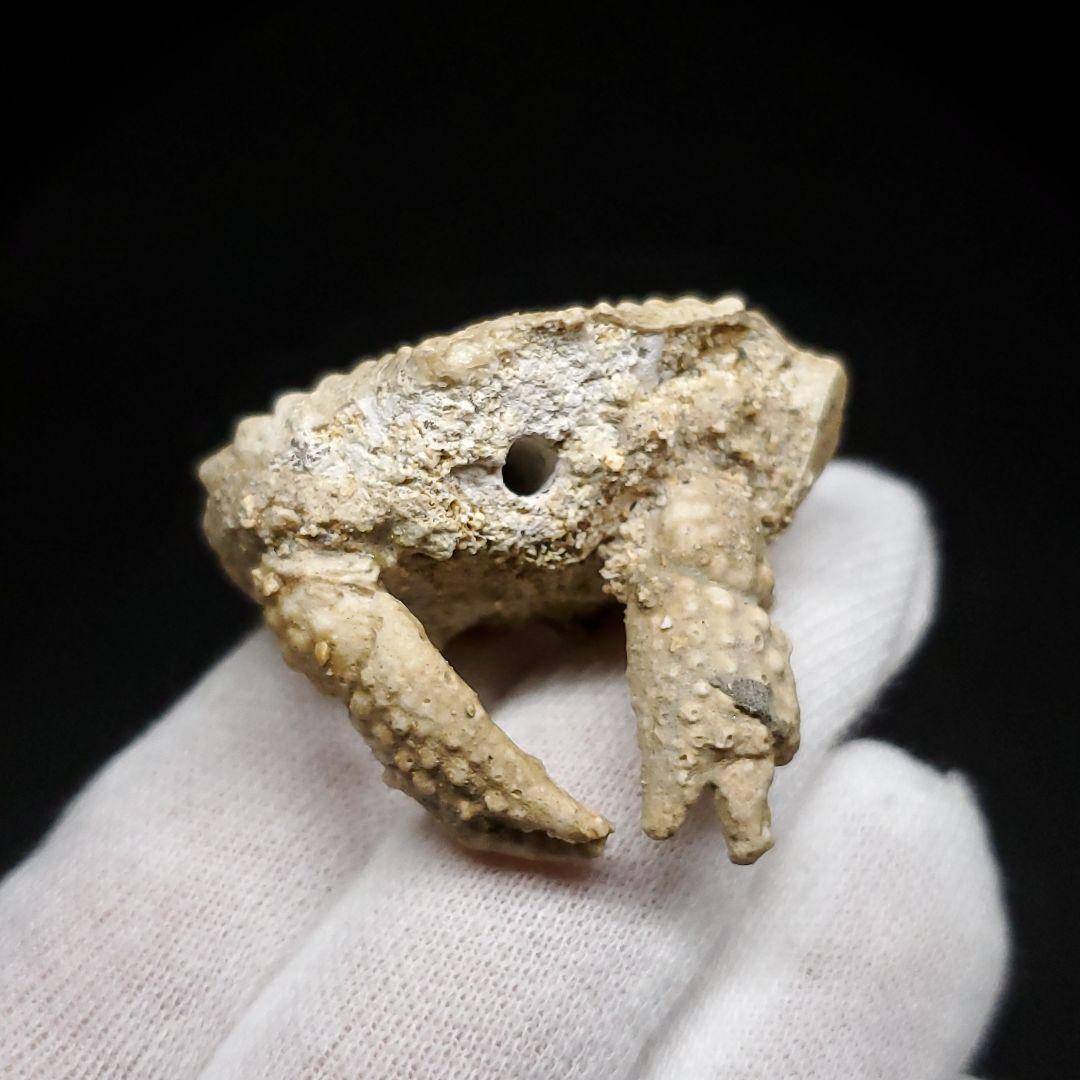 美品 カニ 歯 本物 化石 恐竜 産 38.49mm fcr3