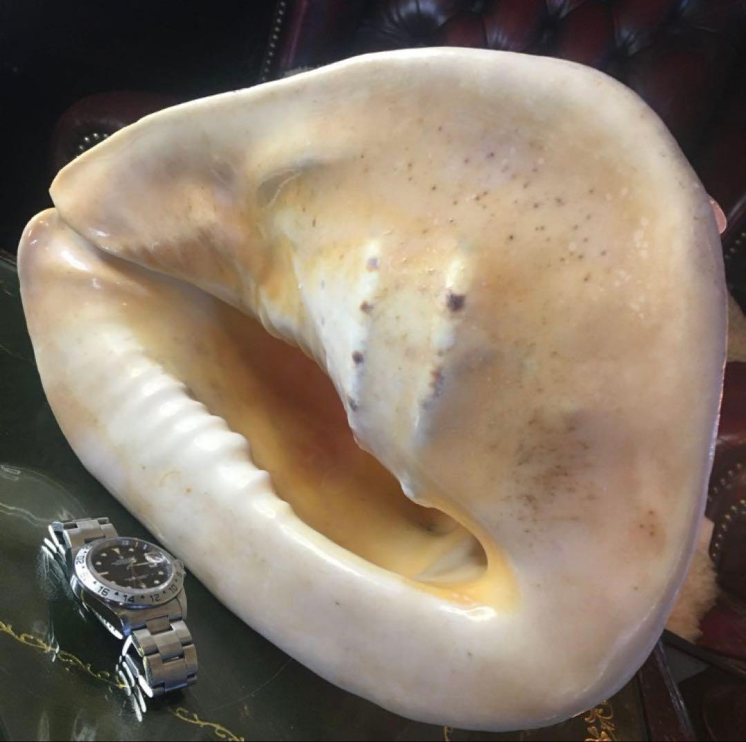 湯布院アンティーク 希少トウカムリカイ 310ｍｍ超特大標本 奄美大島産 カメオ
