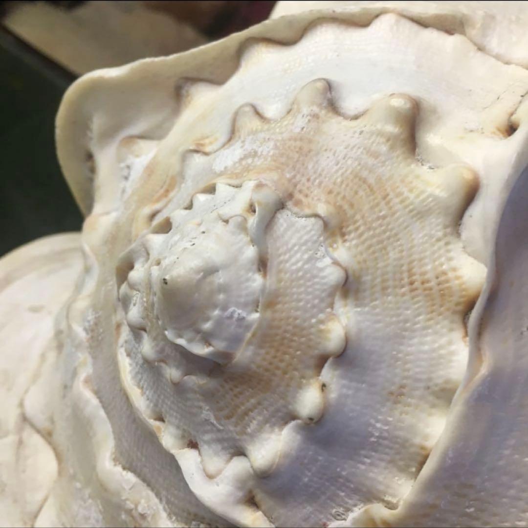 湯布院アンティーク 希少トウカムリカイ 310ｍｍ超特大標本 奄美大島産 カメオ