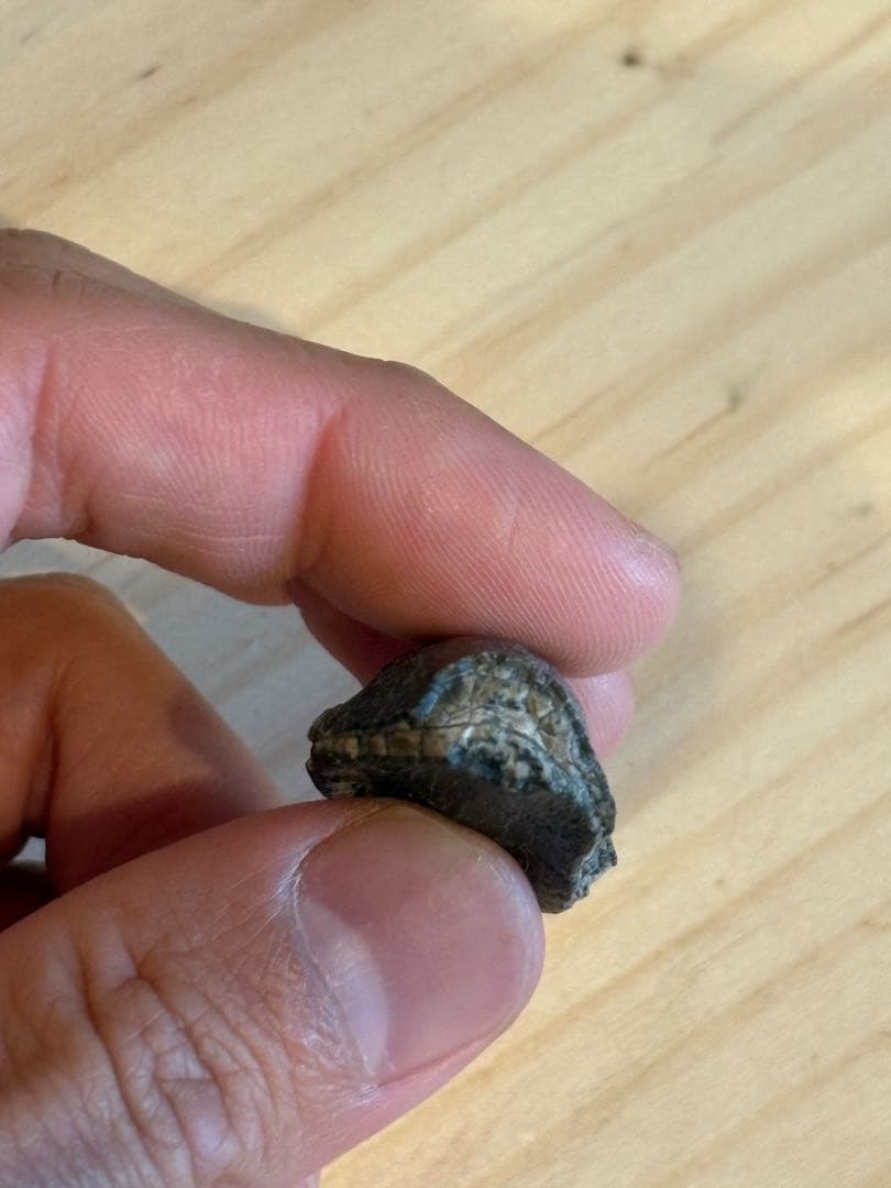 お買い得　ジョバリアの歯　化石　竜脚類