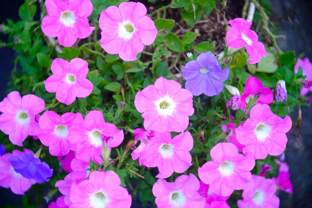 ★超改造レンズ★RICOH  RICOMAT 4.5cm F2.8 Cマ