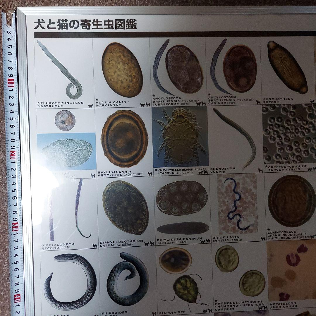 犬と猫の寄生虫図鑑 大パネル