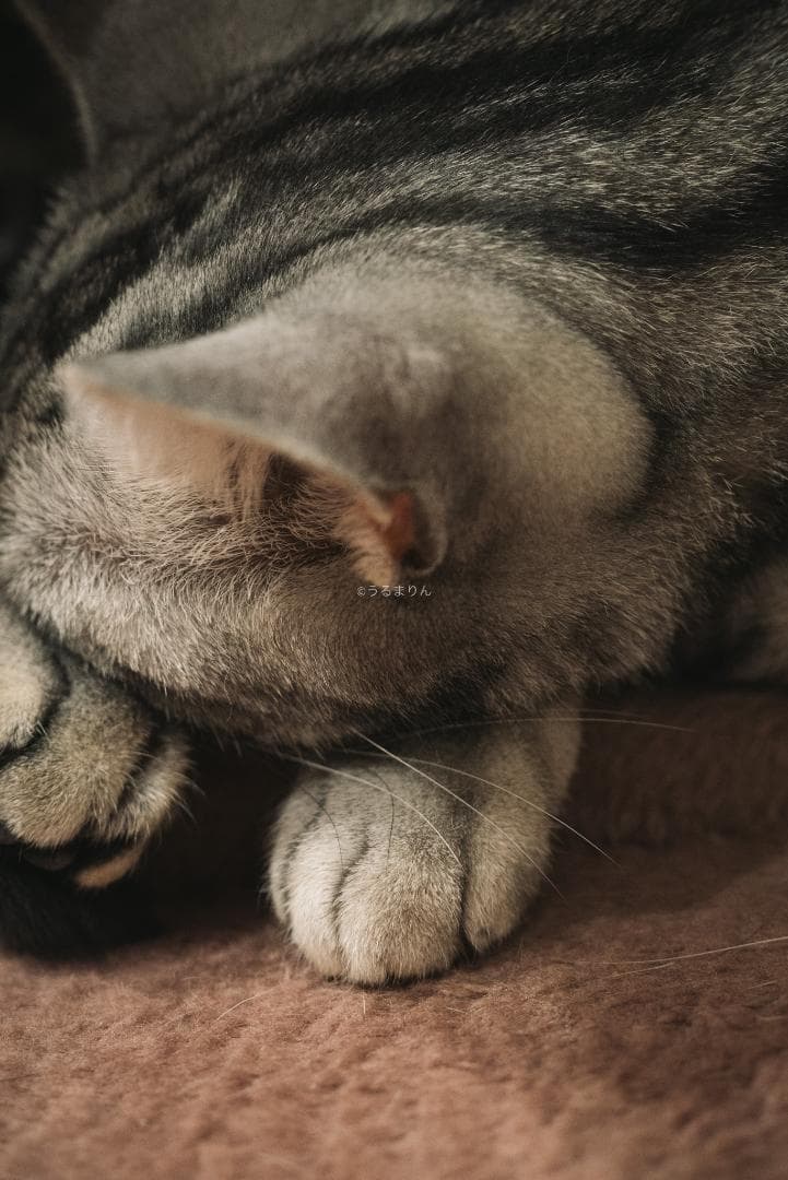 良品！星ボケ希少等倍マクロレンズ！Macro-Takumar 50mm F4