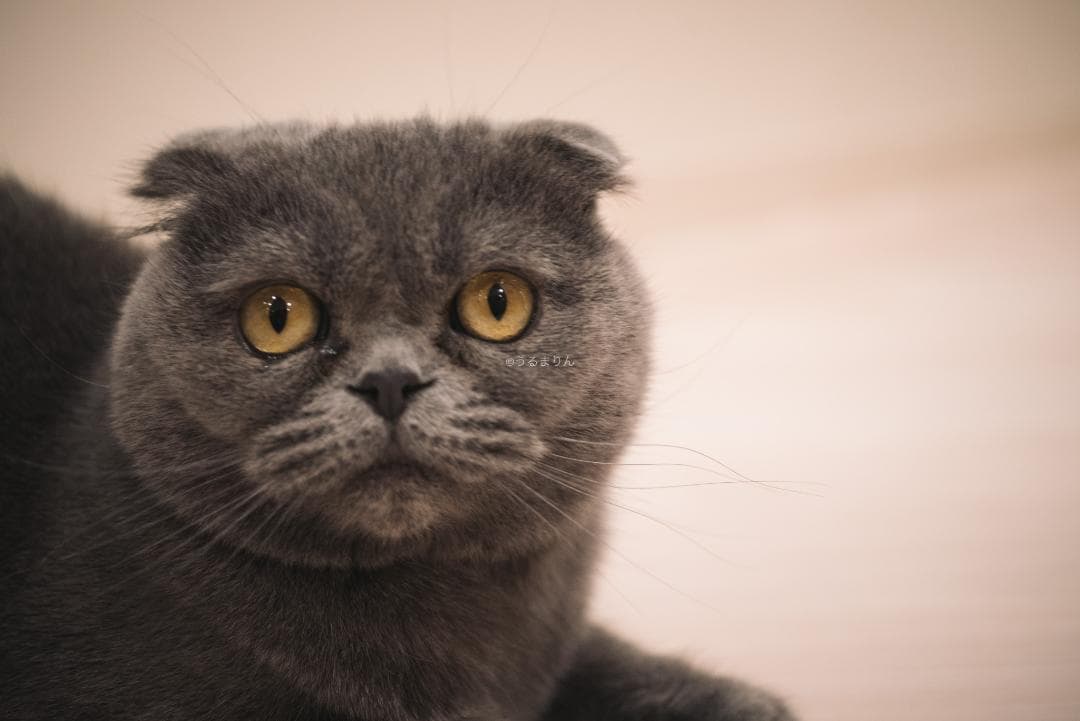 良品！星ボケ希少等倍マクロレンズ！Macro-Takumar 50mm F4