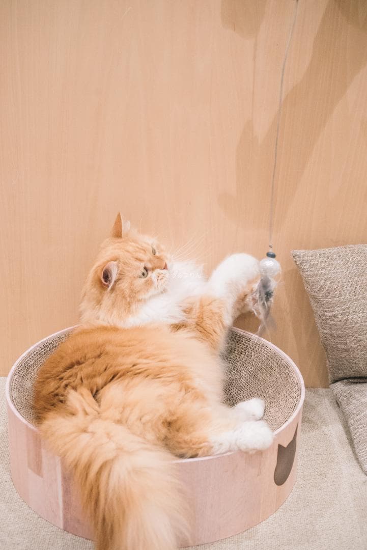 良品！星ボケ希少等倍マクロレンズ！Macro-Takumar 50mm F4