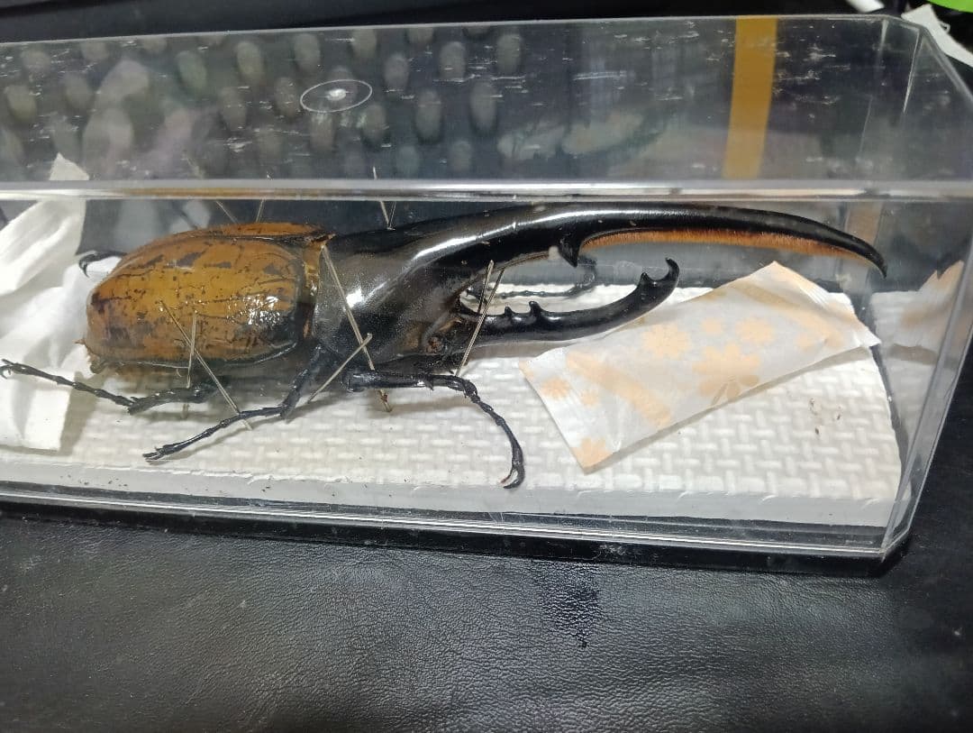 昆虫標本 超大型血統ヘラクレスオオカブト雄163mm 美形