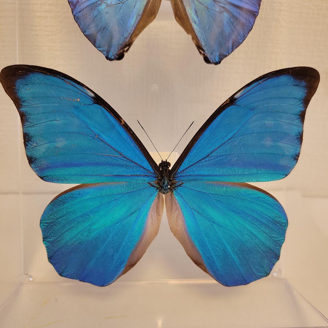 蝶の標本　ジャングルを舞う宝石の世界(珍A)