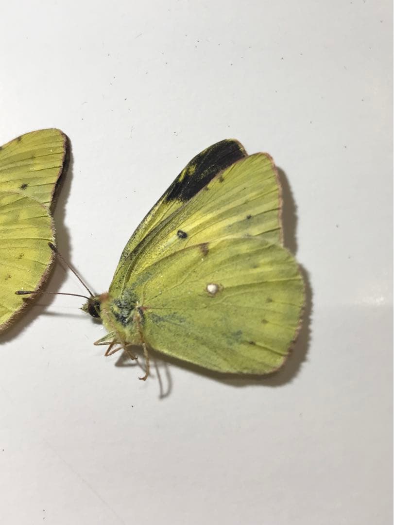 モンキチョウ♀レア型　黄色型　異常型