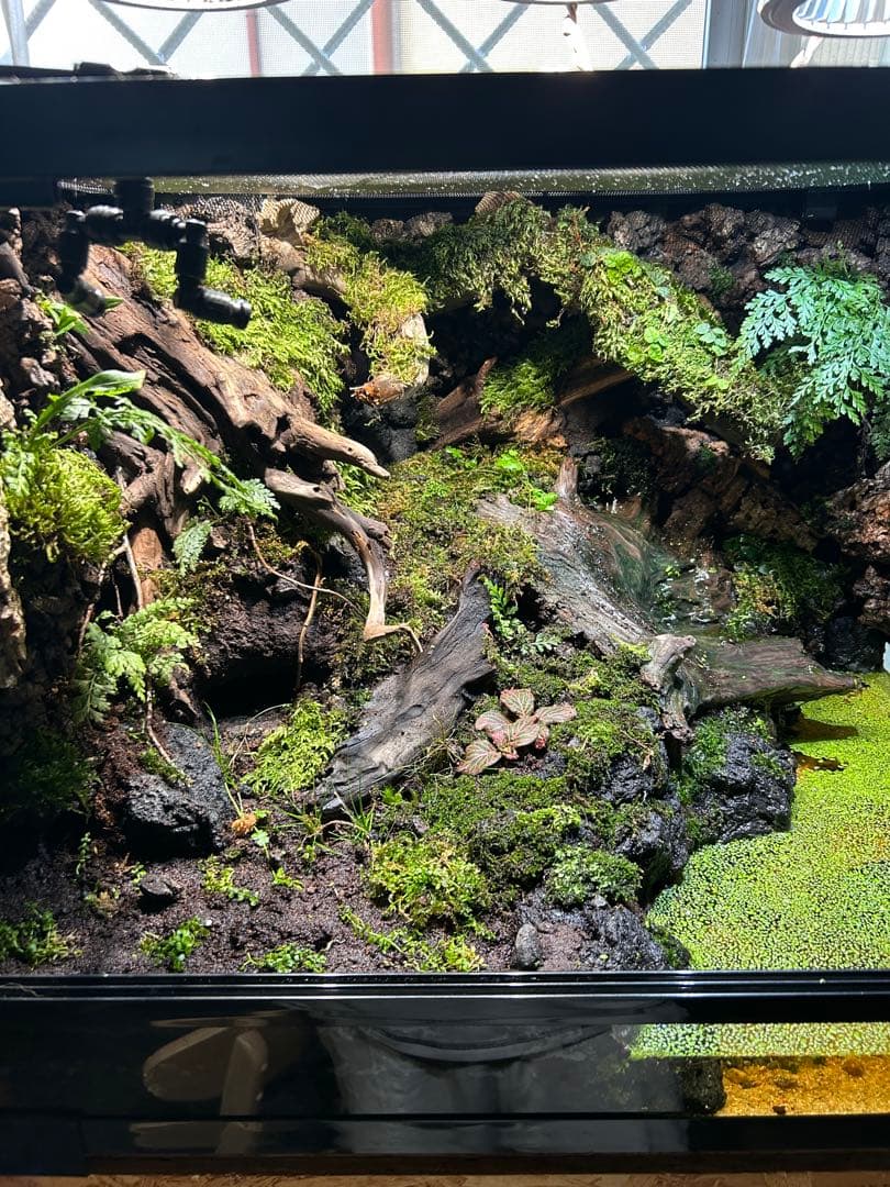 テラリウム　レイアウト品　イモリウム