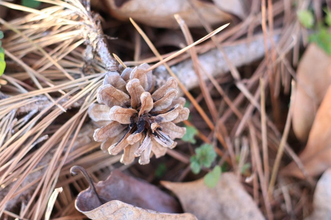 ❁神レンズ❁Canon キャノン EF 50mm F1.8 II 単焦点レンズ