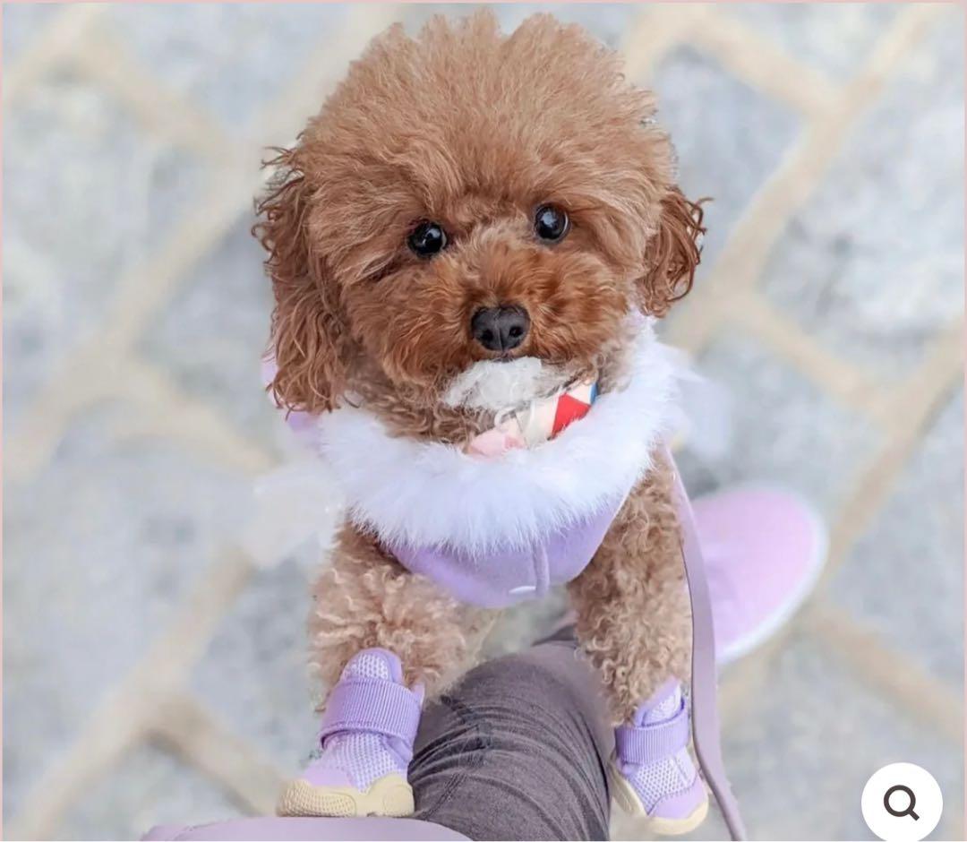 RIFRUF 犬用靴 パープル　サイズ0 リフラフドッグシューズ