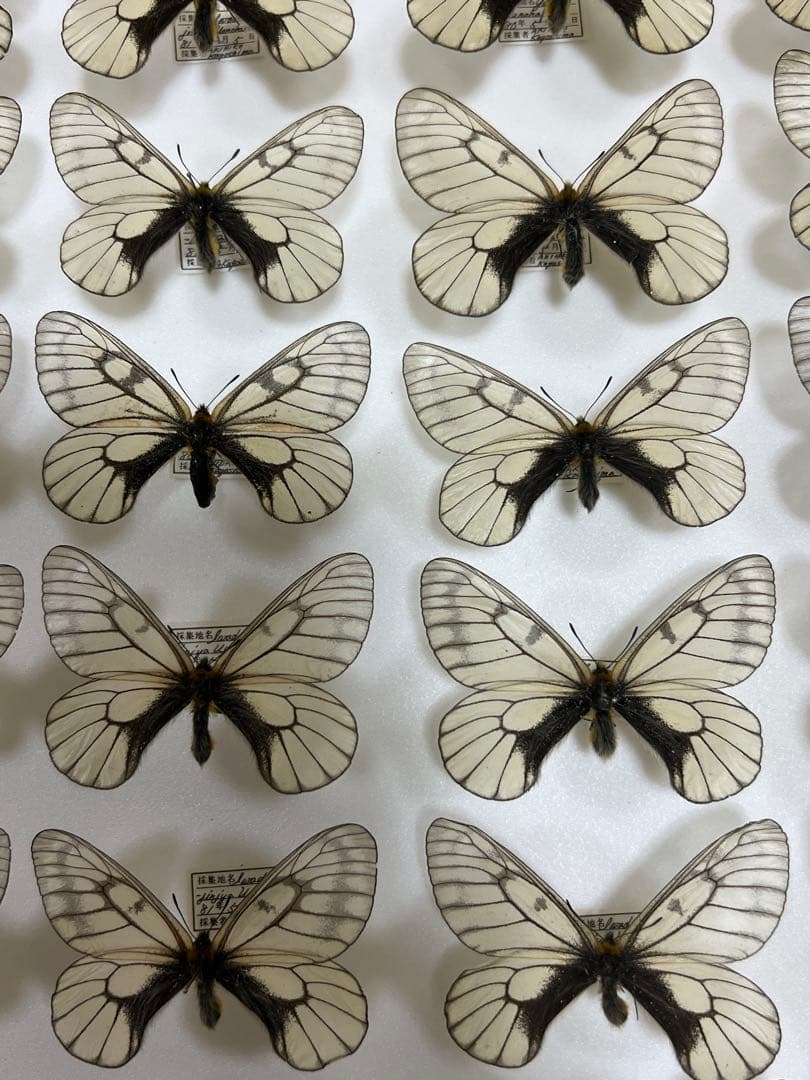 蝶標本希少ウスドイツガラス木箱現状品41x50x6cm写真がご確認してください