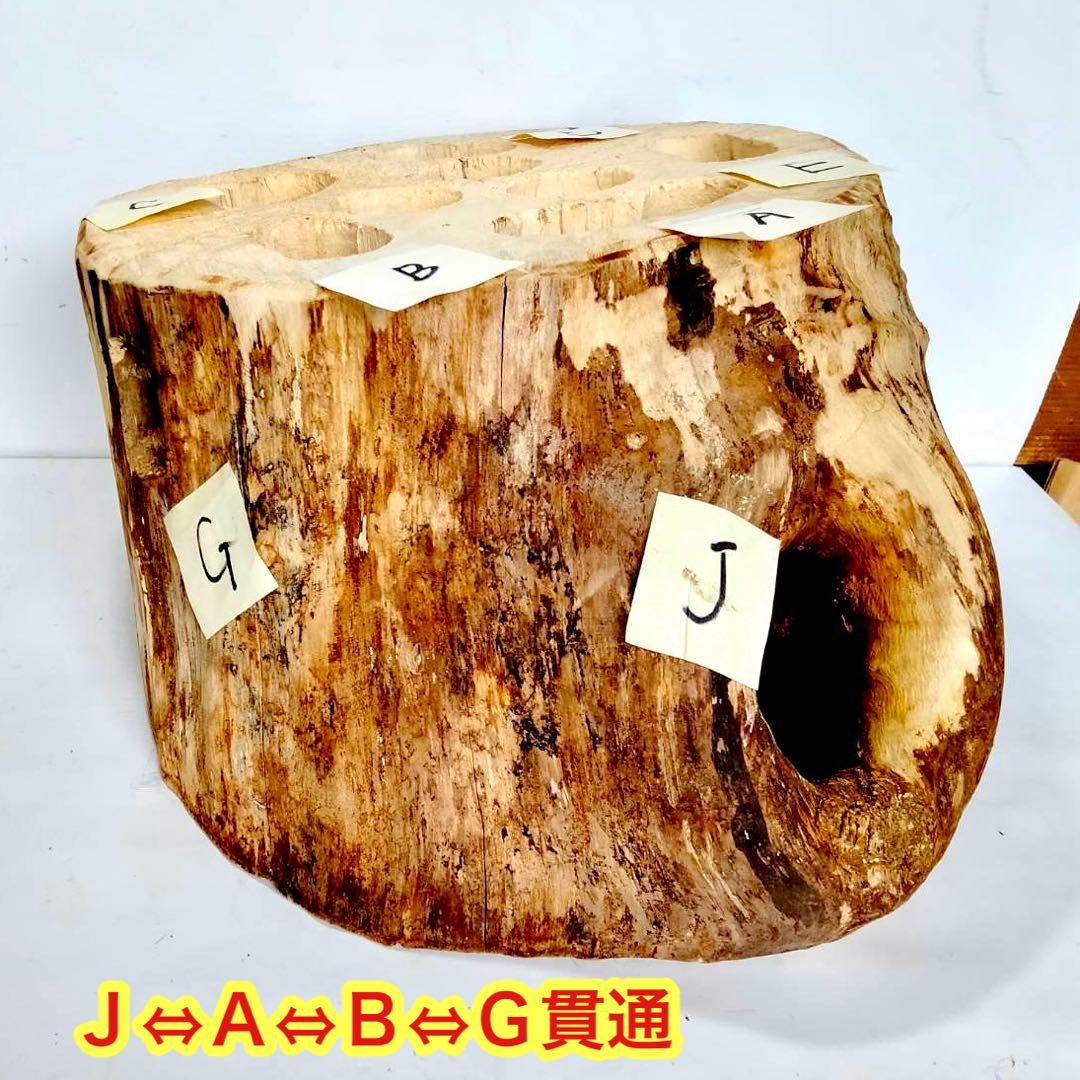 特大隠れ家　天然樹洞　登り木　クワリウム　クワガタ　止まり木　シェルター　エサ皿