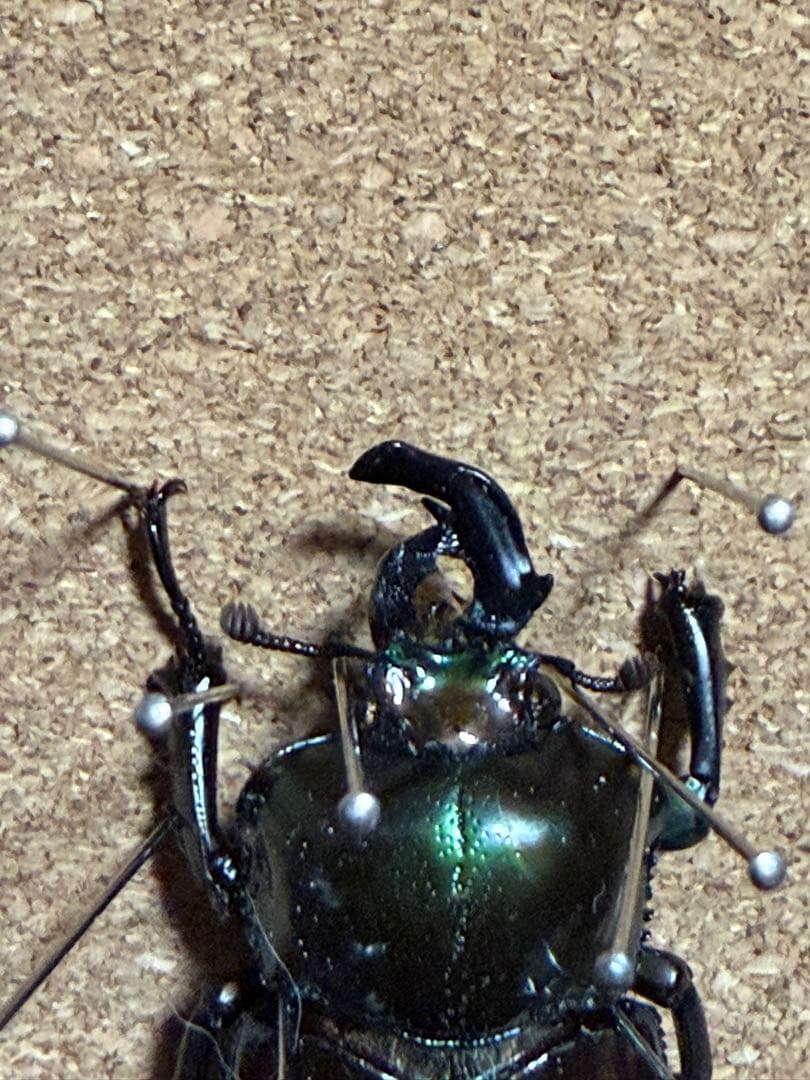 ニジイロクワガタ 雌雄モザイク？