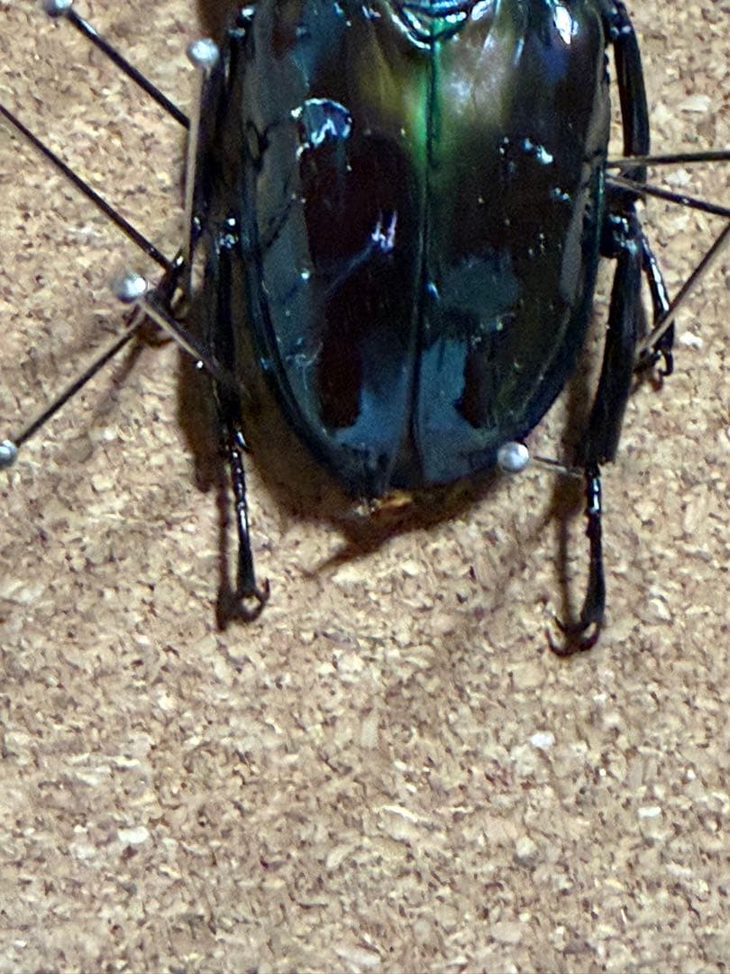 ニジイロクワガタ 雌雄モザイク？