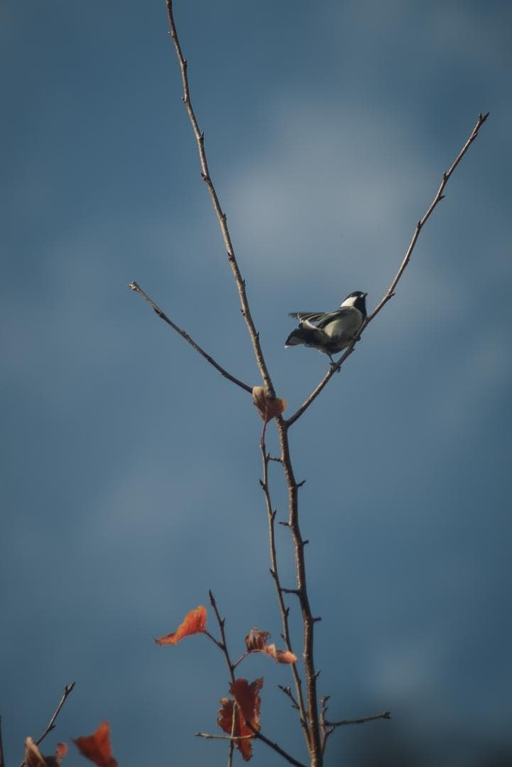 ライカの初の望遠！Leica Telyt 200mm F4.5 オールドレンズ