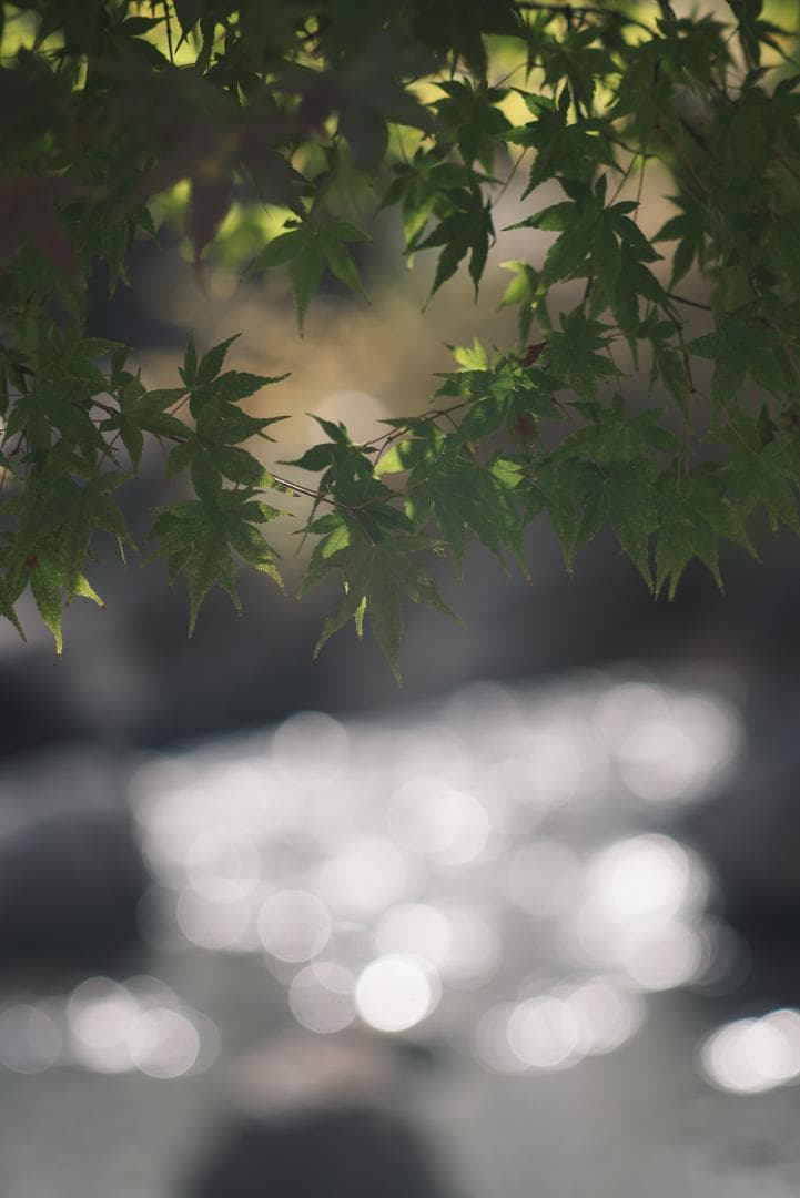 ライカの初の望遠！Leica Telyt 200mm F4.5 オールドレンズ