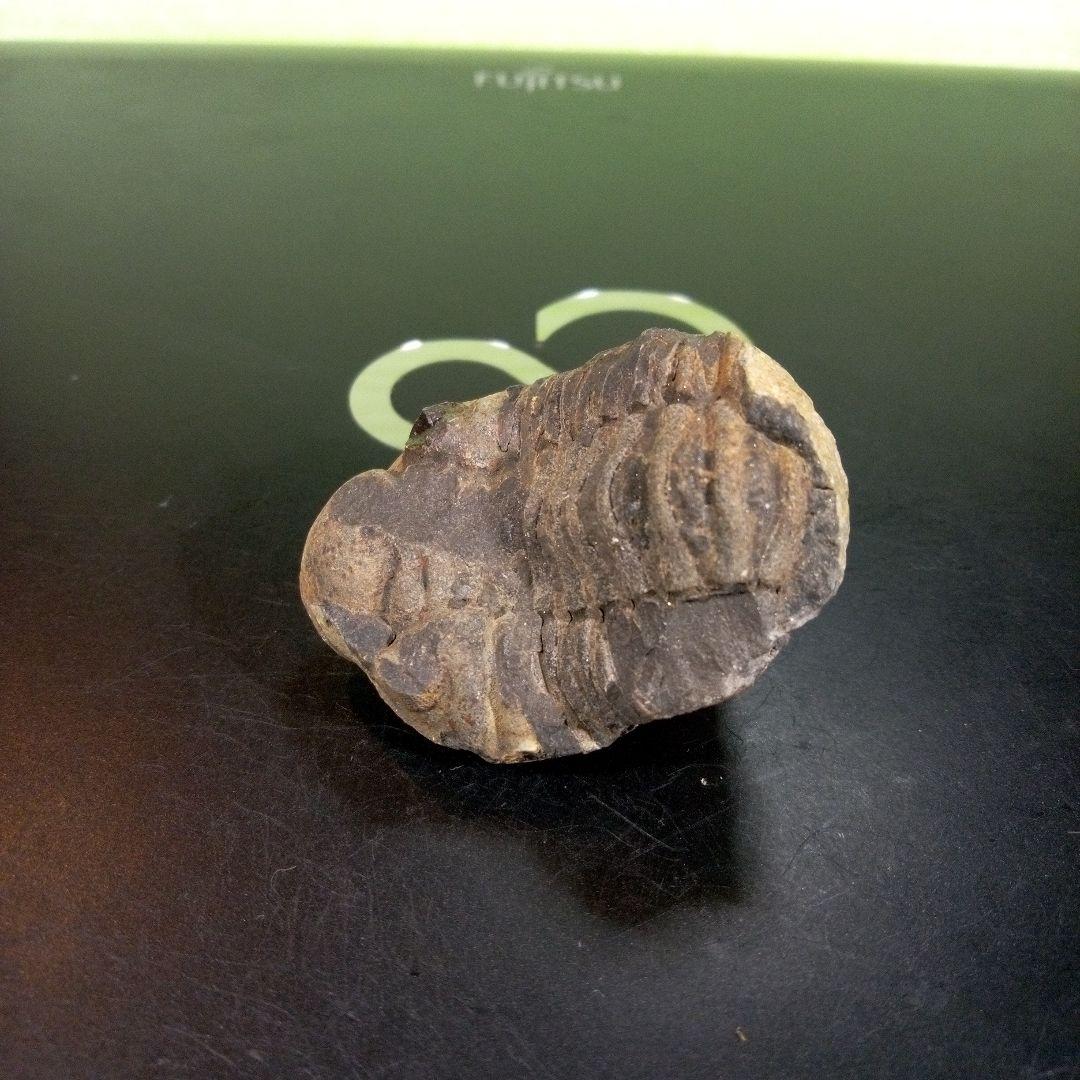 三葉虫　化石　fossil　ボリビア産　trilobite　三葉虫判別⑧