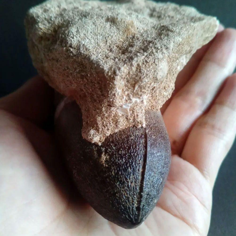 恐竜　歯化石　モササウルス　特大歯　極美麗