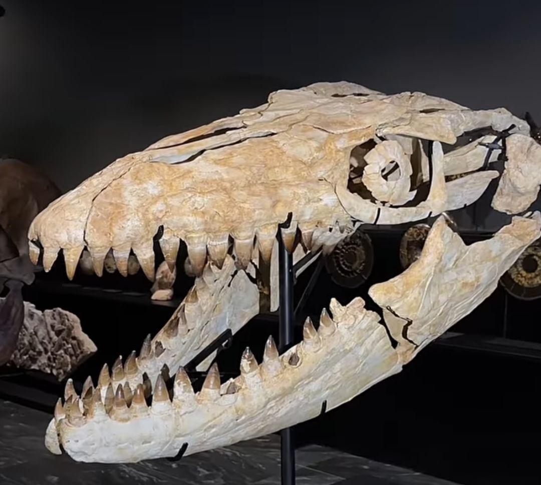 恐竜　歯化石　モササウルス　特大歯　極美麗