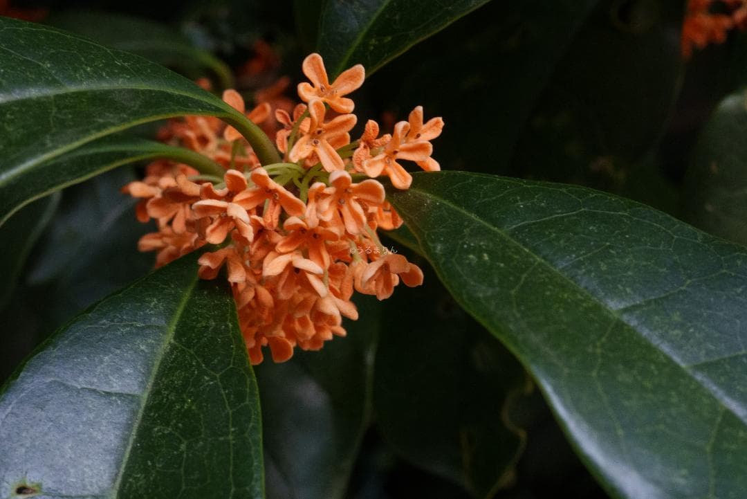 箱付き美品！絶版マクロ！ZEISS Makro-Planar 50mm ZF2