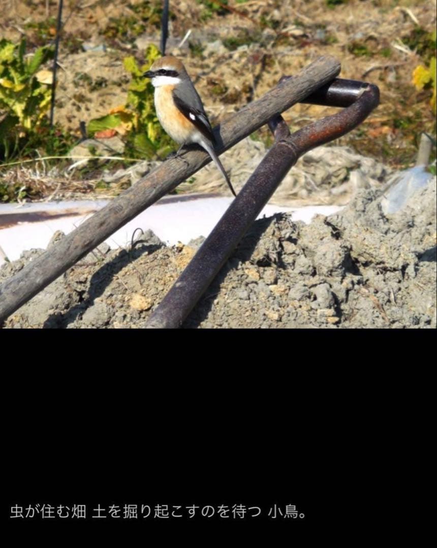 抽水植物 国産 青クワイ くわい　種芋 3個　自然菜園　無化学肥料 種苗 稲作