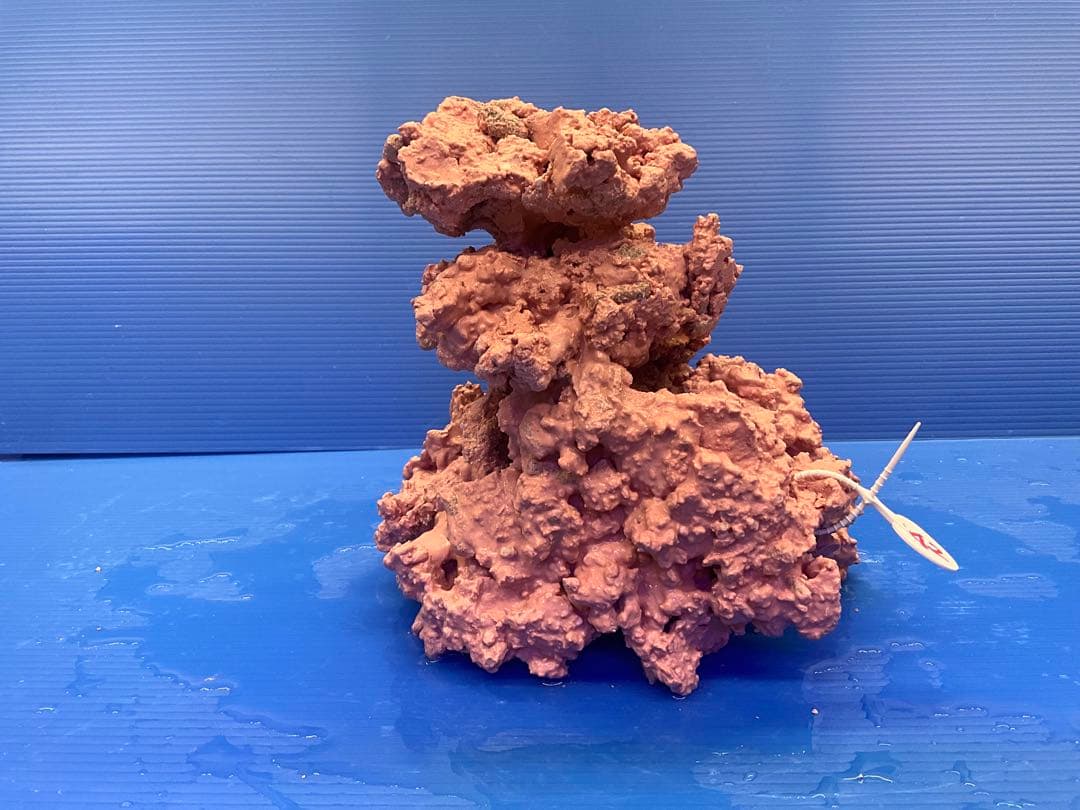 人工ライブロック. No.42. 無害化処理済