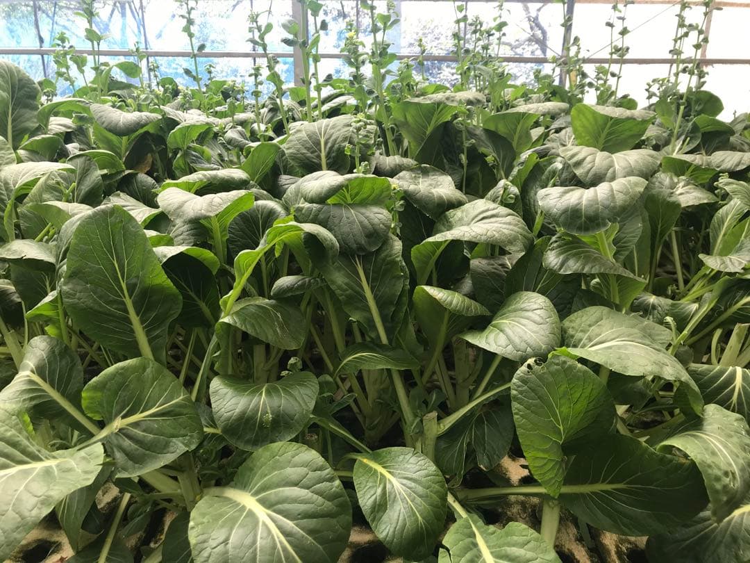 ★合鴨なつお君商品★冷凍コオロギ1kg M・Lサイズ　フタホシコオロギ