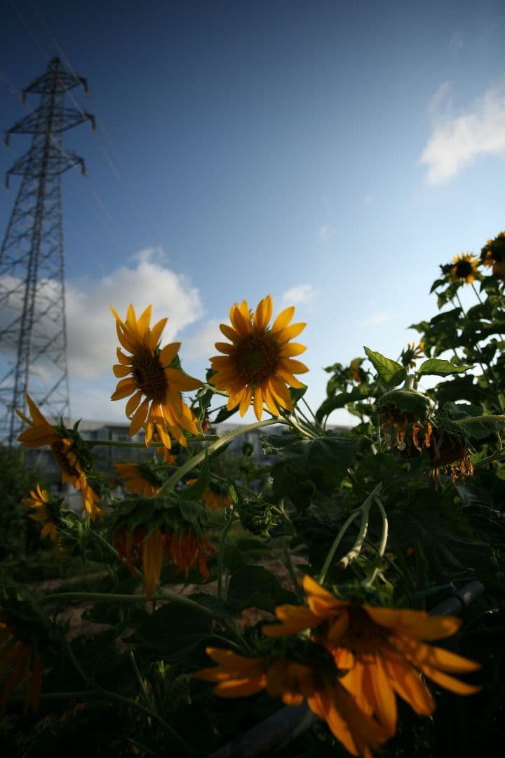 美品　Canon EF 17-40mm f/4L 　作例あり