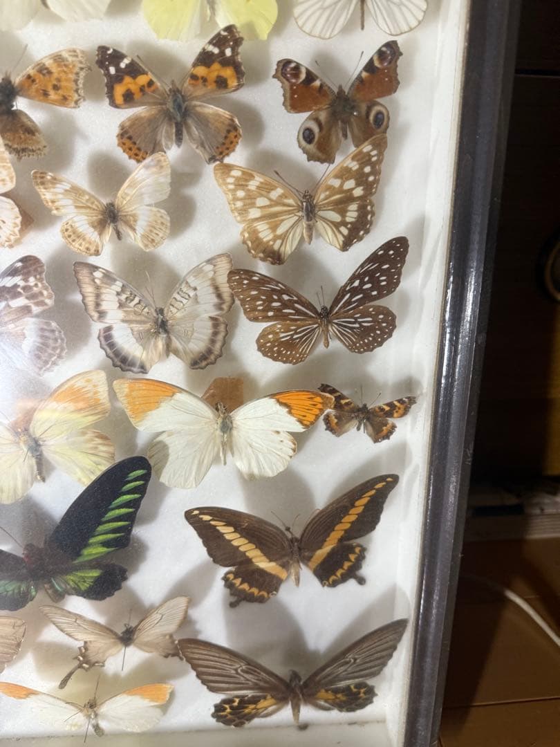蝶の標本 2ケースセットまとめ売り