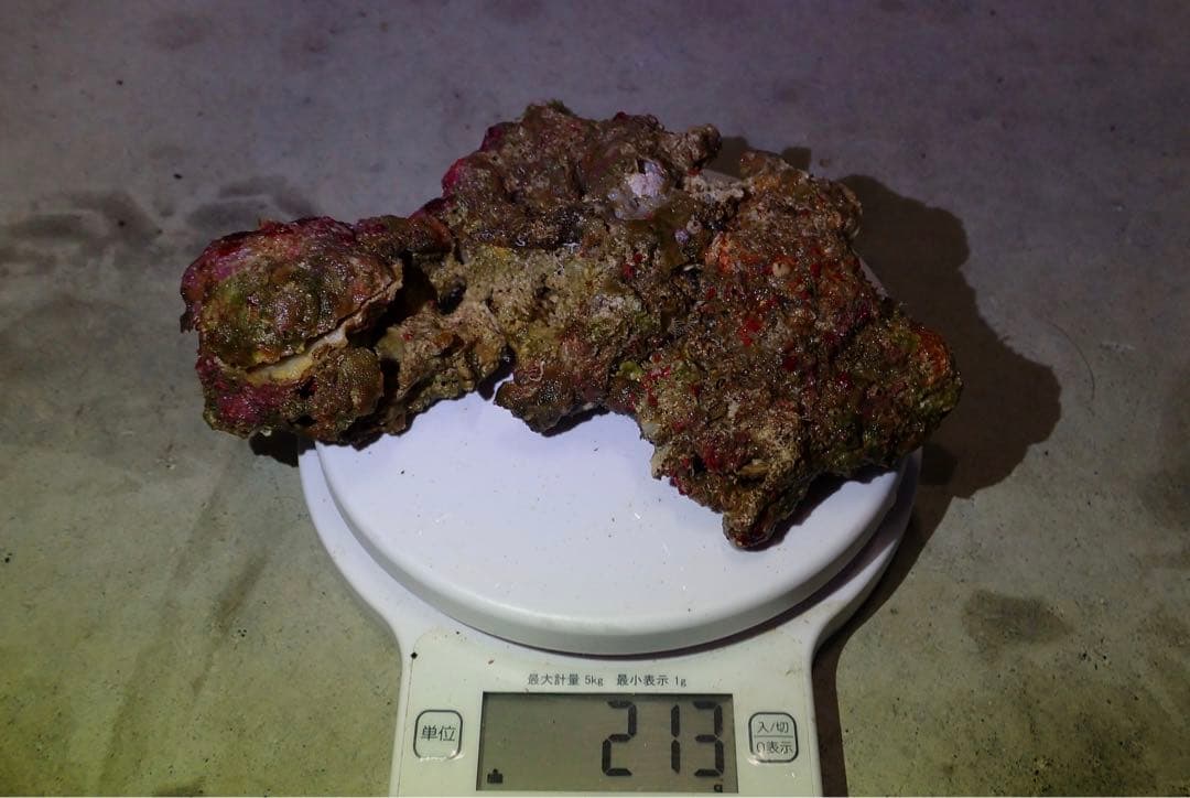 ライブロック　約4.6kg