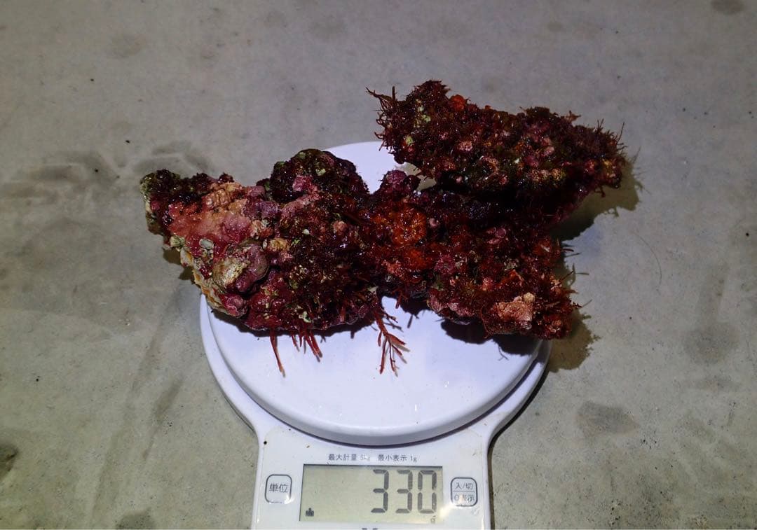 ライブロック　約4.6kg