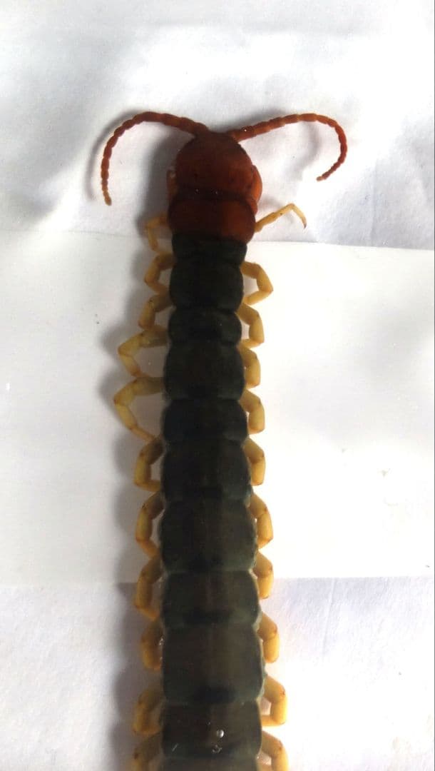12cm 巨大化 ムカデ の 標本