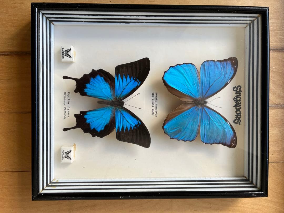 Morpho menelaus & Papilio ulysses 蝶の標本