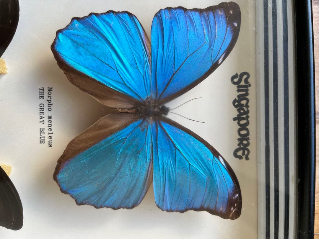 Morpho menelaus & Papilio ulysses 蝶の標本