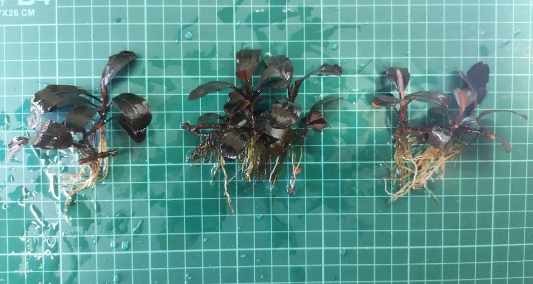 ブセファランドラspブラックロックヘレナ 　 3群生株