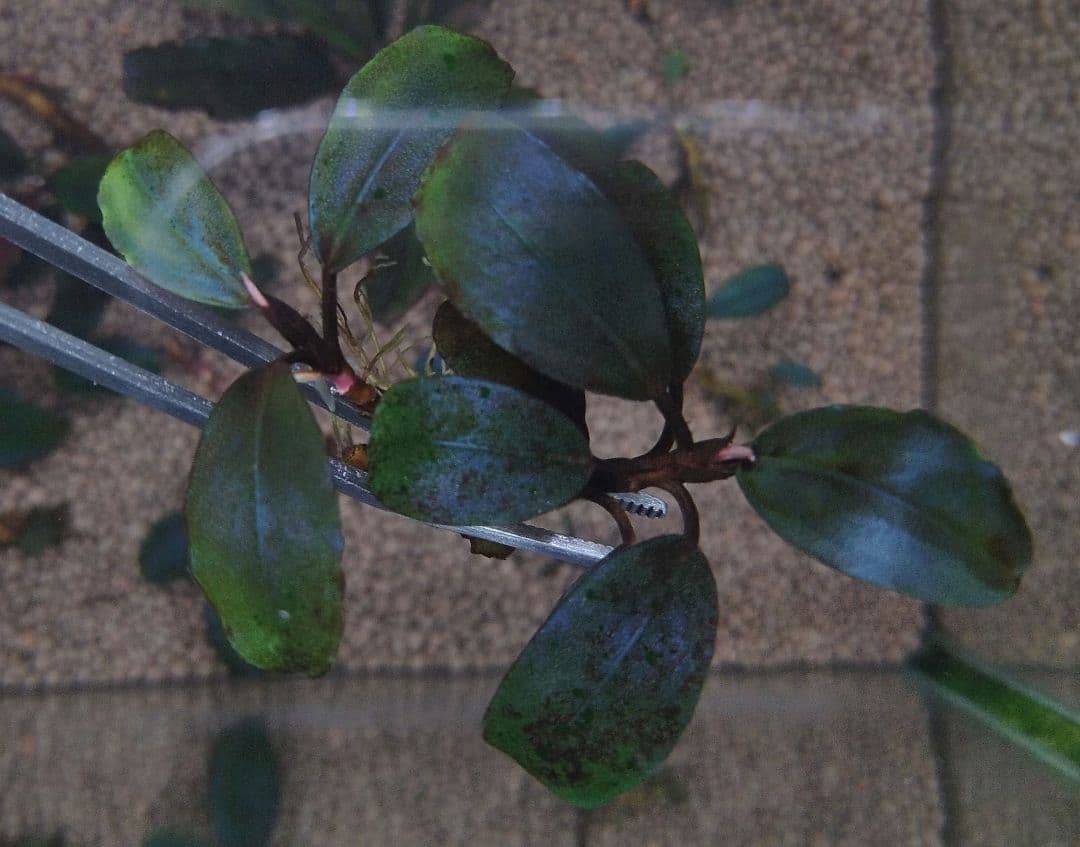 ブセファランドラspブラックロックヘレナ 　 3群生株