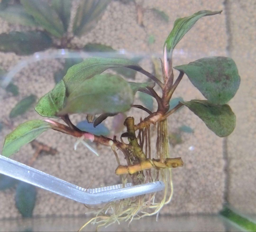 ブセファランドラspブラックロックヘレナ 　 3群生株